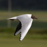 Black headed gull - Larus Ridibundus