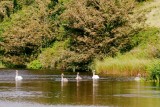 swans on the mere