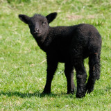 black sheep of the year 2010