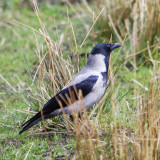 hooded crow