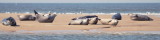 seals laid backer than ever 2010