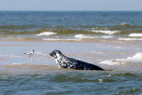 Blakeny Point is not just humans looking at seals and terns!