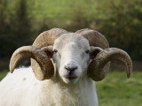 young ram from the same flock
