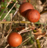 oakapples or galls (see reference as for knoppern)