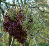 ashbuds sprouting