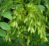 ash developed seed
