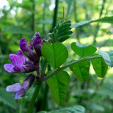 Bush Vetch - Vicia Sepium