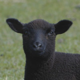 so whats wrong with being a black sheep?