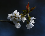  wild cherry over a pond