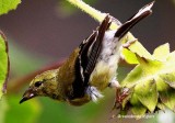 _MG_0351 G Finch copy_02.jpg