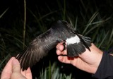 European Storm-Petrel (Stormsvala) Hydrobates pelagicus