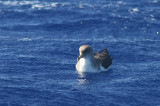 Cory´s Shearwater (Gulnäbbad lira) Calonectris diomedea borealis