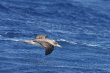 Cory´s Shearwater (Gulnäbbad lira) Calonectris diomedea borealis