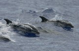 Bottlenose Dolphins ( resvin ) Tursiops truncatus