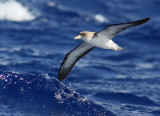 Cory´s Shearwater (Gulnäbbad lira) Calonectris diomedea borealis