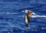 Cory´s Shearwater (Gulnäbbad lira) Calonectris diomedea borealis