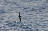 Bulwer´s Petrel (Spetsstjärtad petrell) Bulweria bulwerii