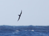 Bulwer´s Petrel (Spetsstjärtad petrell) Bulweria bulwerii