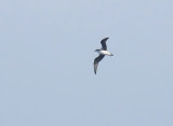 Fea´s Petrel (Atlantpetrell) Pterodroma feae