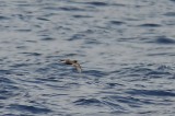 Bulwer´s Petrel (Spetsstjärtad petrell) Bulweria bulwerii