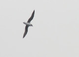 Fea´s Petrel (Atlantpetrell) Pterodroma feae
