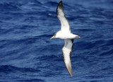 Cory´s Shearwater (Gulnäbbad lira) Calonectris diomedea borealis