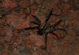  Madeiran Wolf Spider (Lycosa blackwallii)