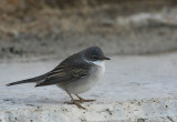 Common Whitethroat (Trnsngare) Sylvia communis