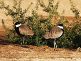 Spur-winged Lapwing (Sporrvipa) Vanellus spinosus