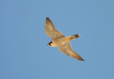 Peregrine (Pilgrimsfalk) Falco peregrinus