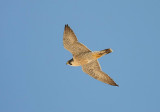 Peregrine (Pilgrimsfalk) Falco peregrinus