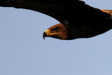 Steppe Eagle (Stpprn) Aquila nipalensis