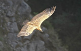 Griffon Vulture (Gåsgam) Gyps fulvus