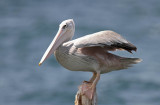 Pink-backed Pelican (Afrikansk pelikan) Pelecanus rufescens