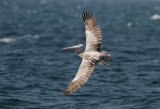 Pink-backed Pelican (Afrikansk pelikan) Pelecanus rufescens