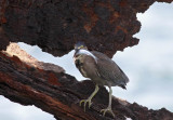 Striated Heron (Mangrovehger) Butorides striata