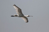 Eurasian Spoonbill (Skedstork) Platalea leucorodia