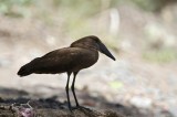 Hamerkop (Skuggstork) Scopus umbretta