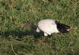 Sacred Ibis (Helig ibis) Threskiornis aethiopicus