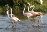 Lesser & Greater Flamingos( Phoenicopterus minor & roseus)