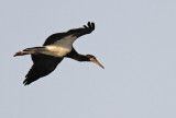 Abdim´s Stork (Abdimstork) Ciconia abdimii