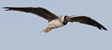 White-eyed Gull (Vitgd ms) Larus leucophthalmus