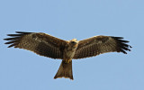 Black Kite (Brun glada) Milvus migrans