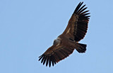 Griffon Vulture (Gsgam) Gyps fulvus