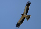 Booted Eagle (Dvrgrn) Hieraaetus pennatus