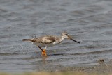 Terek Sandpiper (Tereksnppa) Xenus cinereus