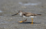 Terek Sandpiper (Tereksnppa) Xenus cinereus