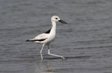 Crab Plover (Hägerpipare) Dromas ardeola