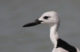 Crab Plover (Hägerpipare) Dromas ardeola