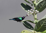 Shining Sunbird (Abessinsk solfågel) Cynnyris habessinicus
